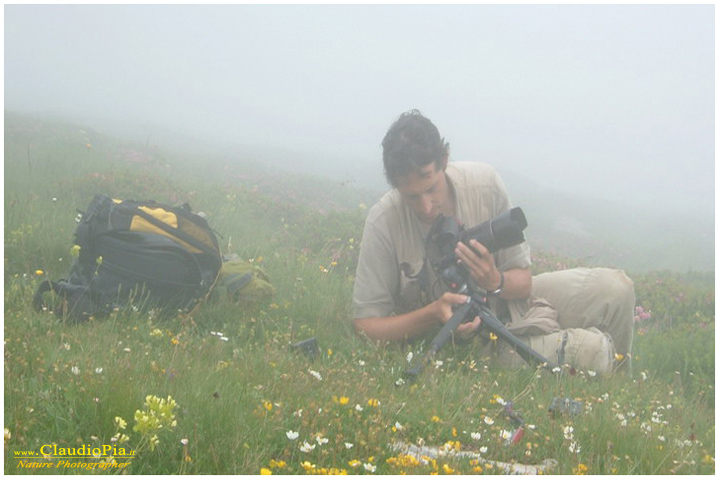 francesco tomasinelli, fiori di montagna, fiori della Liguria, alpi Liguri, appennino ligure, Val d'Aveto